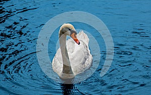 Swan on the river Anapka