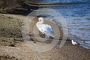 Swan on the river bank