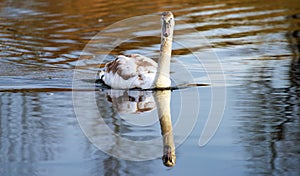 Swan on river with bounce in water