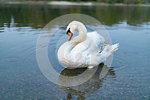 Swan in the river close up