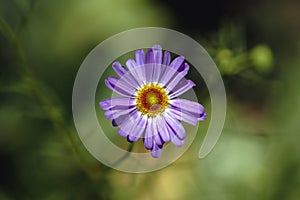 Swan River daisy