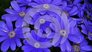 Swan River daisy or Compositae also known as Dainty blue flowers, Potted blue Pericallis