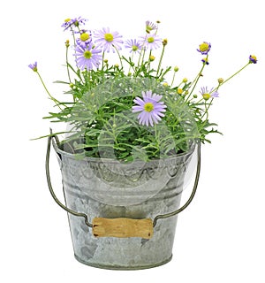 Swan River daisy in a tin can