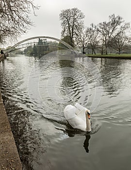 Swan on River Great Ouse in Bedford with suspension bridge