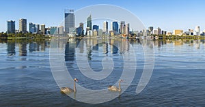 Swan in the river and Perth city on background