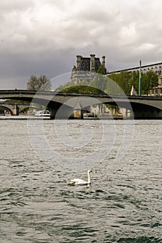 Swan on the River Seine photo