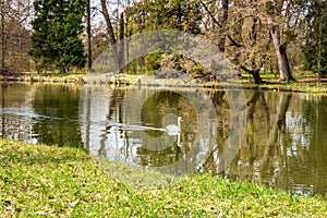 Swan in river with trees on the background in Lednicko-valticky areal in Czech republic