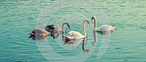 Swan on the river in the warm sunset lighting