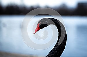 Swan in the round pond of Hyde park in winter, London