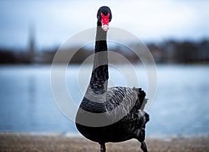 Swan in the round pond of Hyde park in winter, London