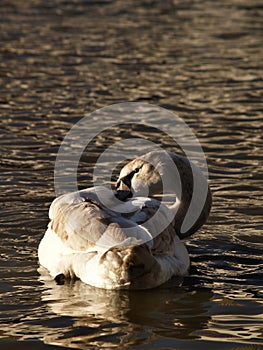 A swan ruffling feathers