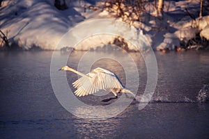 A swan is running through the water. Runs for flight. photo