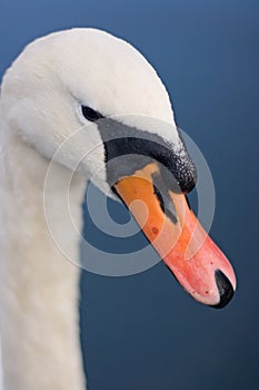 Swan's Beak