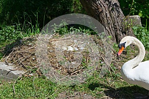 Swan`s Nest in Heiligenhaus