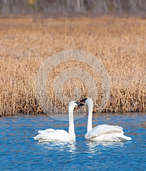 Swan's in Potters Marsh photo