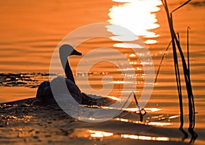 Swan sailing into the sunset