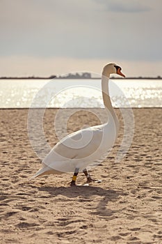 Swan in the sand