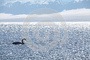 The swan in sayram lake