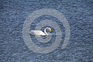 The swan in sayram lake