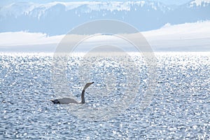 The swan in sayram lake