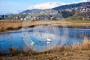 Swan in sea mountain with snow in background photo