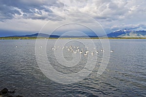 Swan in the sea in Puerto Natales, Chile