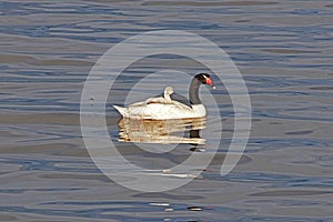 Swan in the sea in Puerto Natales, Chile