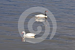 Swan in the sea in Puerto Natales, Chile