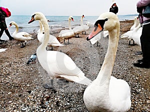 Swan on the sea shore
