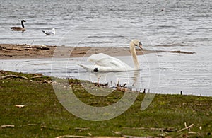 Swan, seagull and Canadian Goose in the lake
