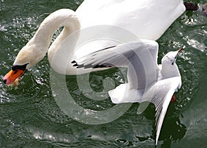 Swan and Seagull