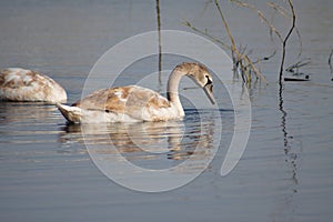 Swan searching on water close-up with selective focus on foreground