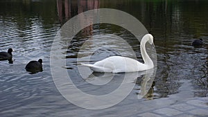 Swan in Seepark Freiburg