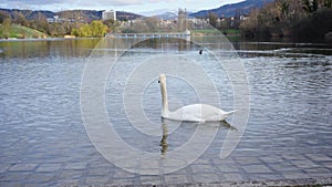 Swan in Seepark Freiburg