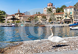 A Swan on the shore of lake Maggiore with Laveno Mombello city in blurred Background.