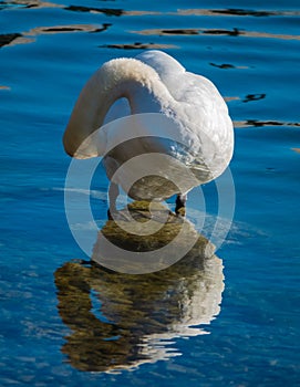 A swan on the shores of the upper zurich lake, Rapperswil, Sankt Gallen, Switzerland