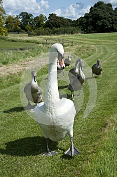 Swan & Signets