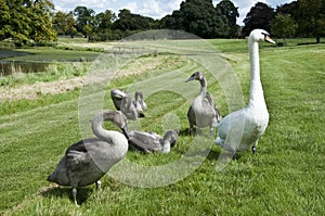 Swan & Signets