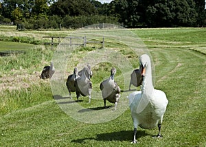 Swan & Signets
