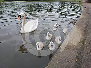 Swan and signets