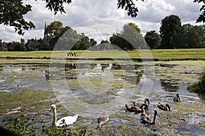 Swan & Signets at Charlecote Park photo