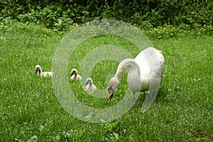 Swan and Signets out for a walk