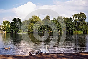 Swan and Signets On A Pond