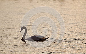 Swan silhouette on Geneva Lake. Sunset time