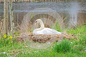 Swan sits on her nest to hatch eggs