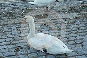 A swan sitting on the bank of Lake Zirich in Switzerland ywith a colony of other swans.