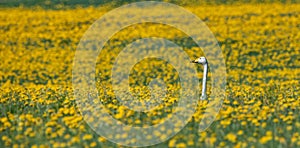 Swan sitting in the yellow flowers