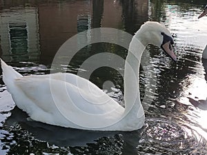 Swan in small pond