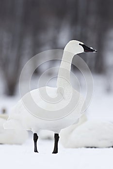 Swan with snow on beak