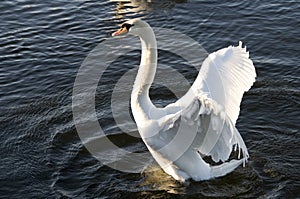 Swan spreading its wings